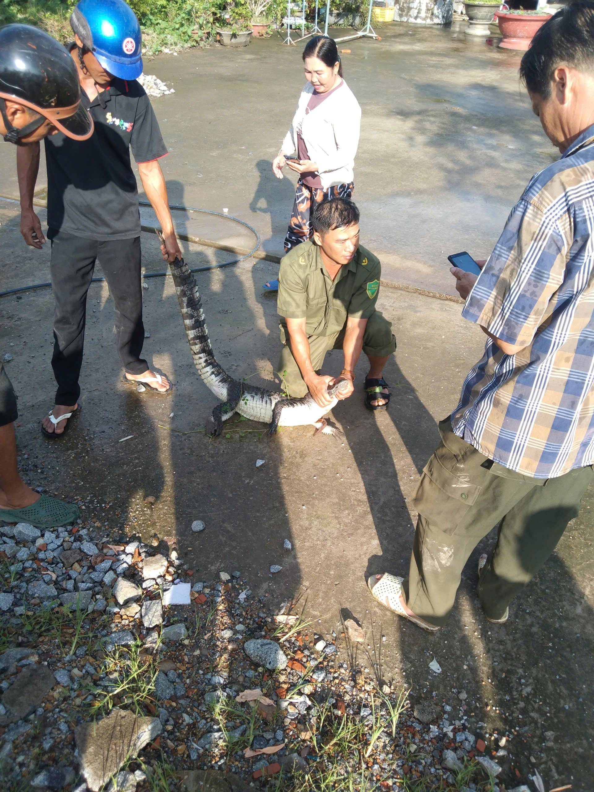 Cá sấu bị bắt